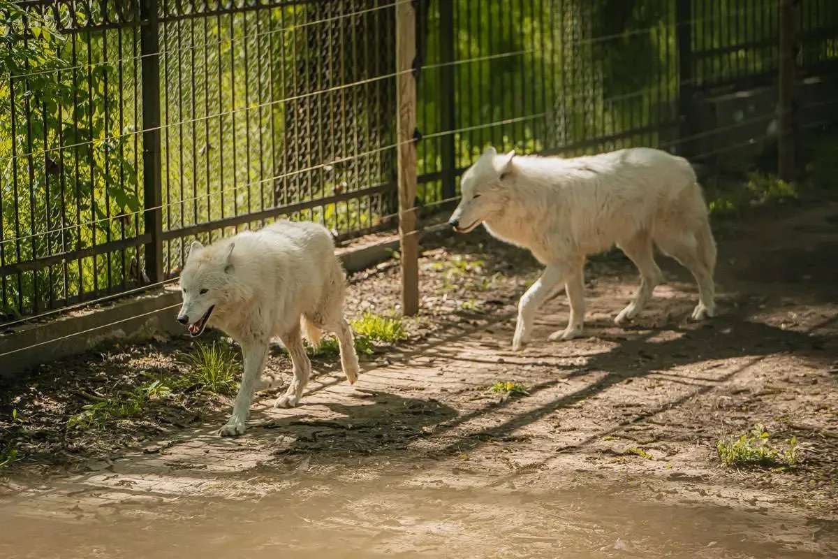 Animalele de la zoo, afectate de caniculă: Cum fac față temperaturilor ridicate