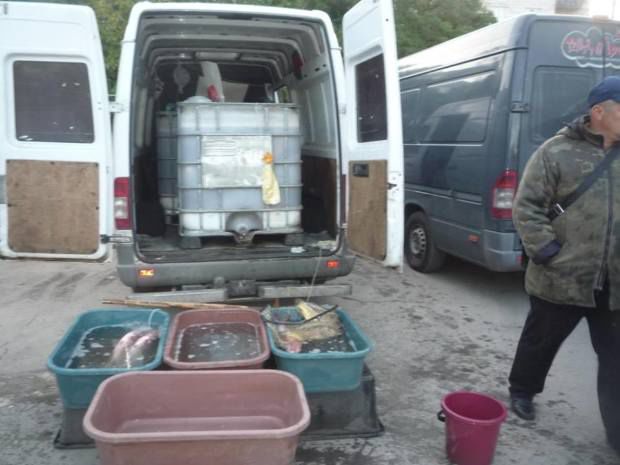Peștele din piețele de la Rezina și Șoldănești, vândut cu abateri. Comercianții s-au ales cu amenzi de mii de lei
