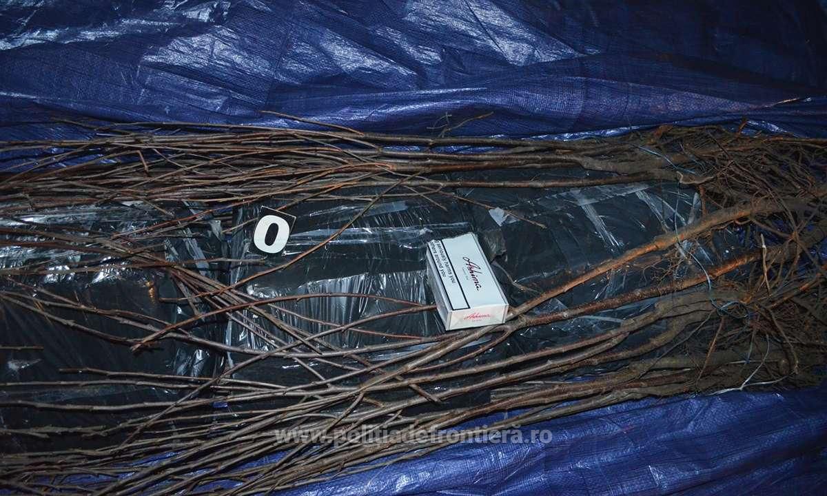 Молдаванин спрятал 30 000 контрабандных пачек сигарет под саженцами плодовых деревьев