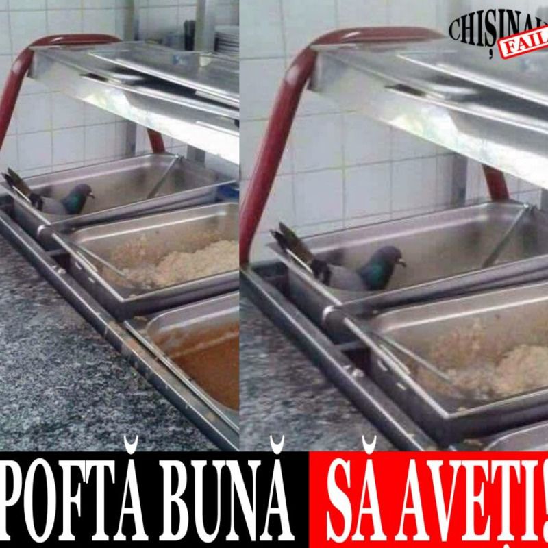 Неожиданного гостя обнаружили в витрине кишиневского кафе