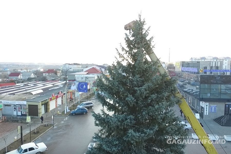 В Комрате установили 15-метровую ель стоимостью 20 тысяч леев