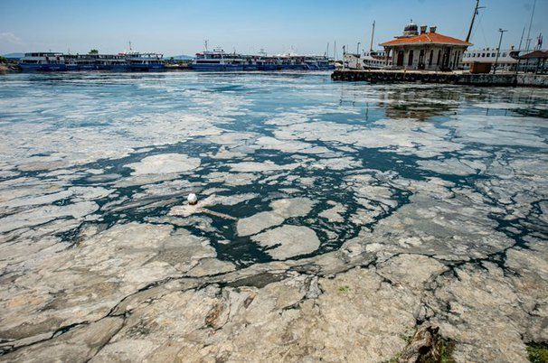 Эрдоган пообещал избавить Мраморное море от слизи