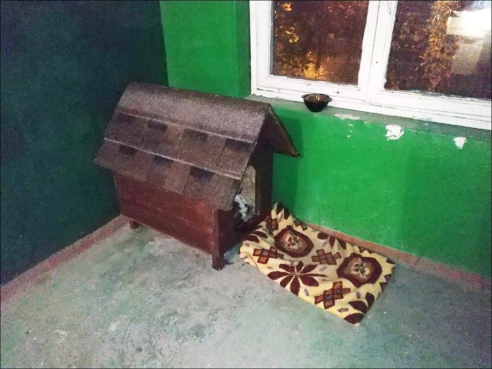 В подъезде жилого дома на Чеканах установили будку с собакой