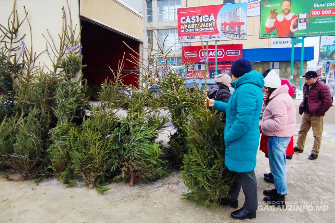 За считанные часы до Нового года в Гагаузии раскупают живые ели