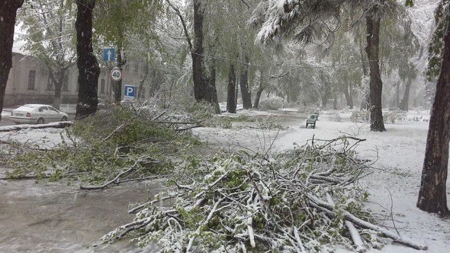 В центре Кишинева дерево упало на цветочный бутик