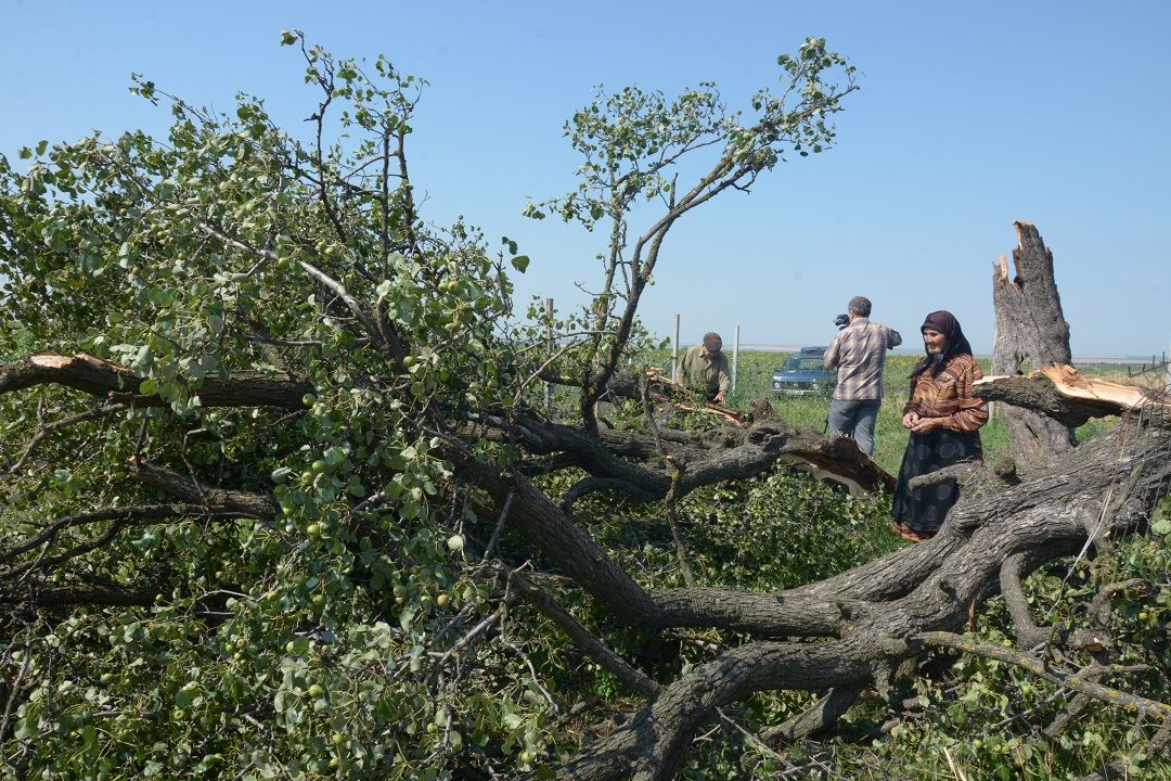 200-летнее грушевое дерево Авдармы не выдержало шквалистого ветра
