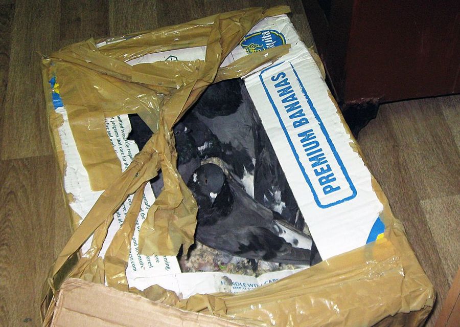 У гражданина Молдовы в Брянске отобрали 20 голубей в картонных коробках