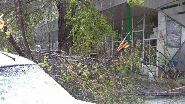 В центре Кишинева дерево упало на цветочный бутик