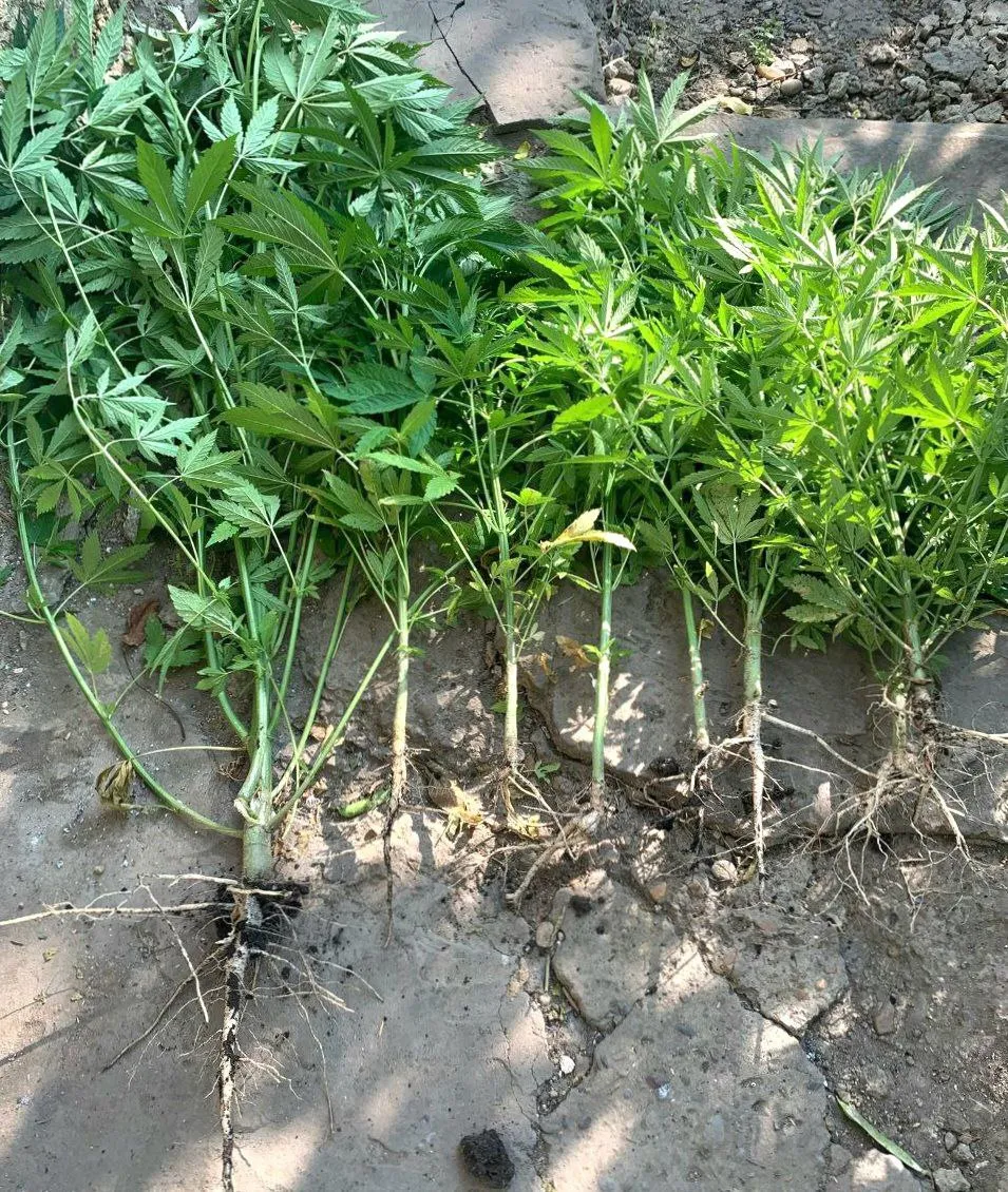 f61b0bf34e69afa13d1b0be0f82f15e0