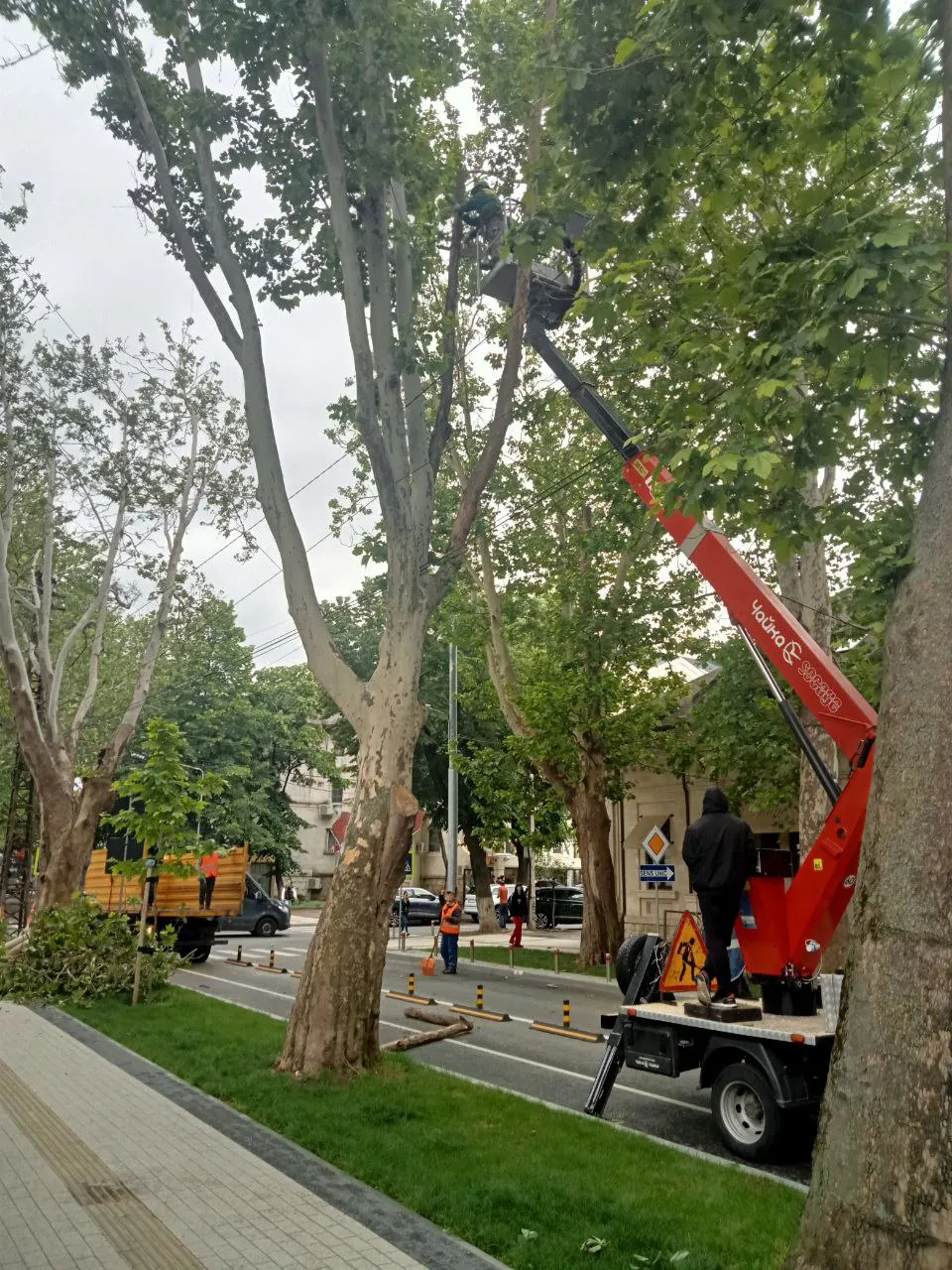 Apelul Primăriei în legătură cu defrișarea unor arbori: Nu manipulați opinia publică