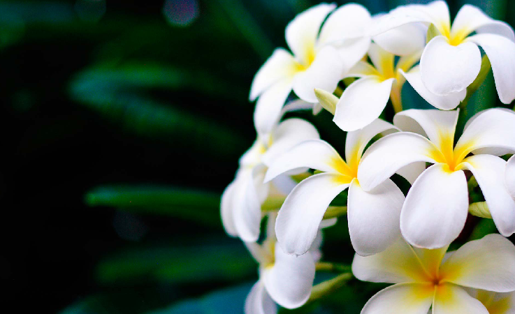 Lorem ipsum dolor sit amet, consectetur adipiscing elit