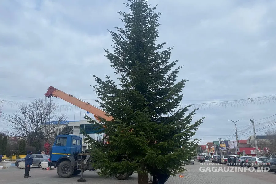 В Комрате установили 12-метровую елку - она обошлась в 18 тысяч леев
