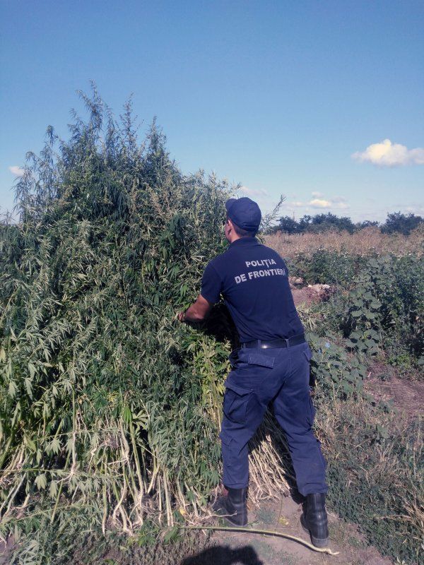 Alte 2 mii de plante de cânepă nimicite la frontiera moldo-română