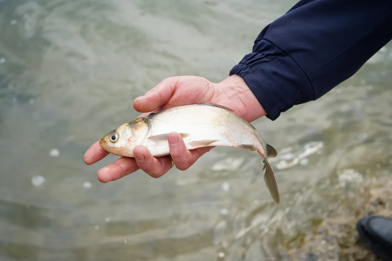 В реку Прут в районе озера Костешть-Стынка выпущено 2,5 тонны рыбы