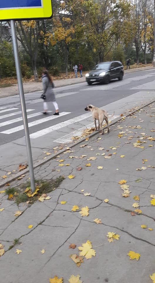 На Буюканах пес помогает пешеходам переходить дорогу