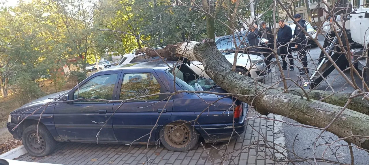 В столичном секторе Ботаника упало дерево, повредив несколько автомобилей