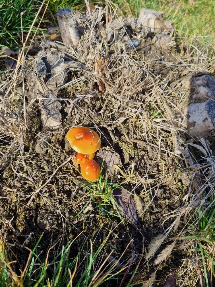 Из-за аномально теплой погоды в Молдове зацвели подснежники и клубника