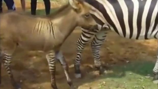 În China s-a născut un purcel cu două capete şi o zebra cu corp de măgar