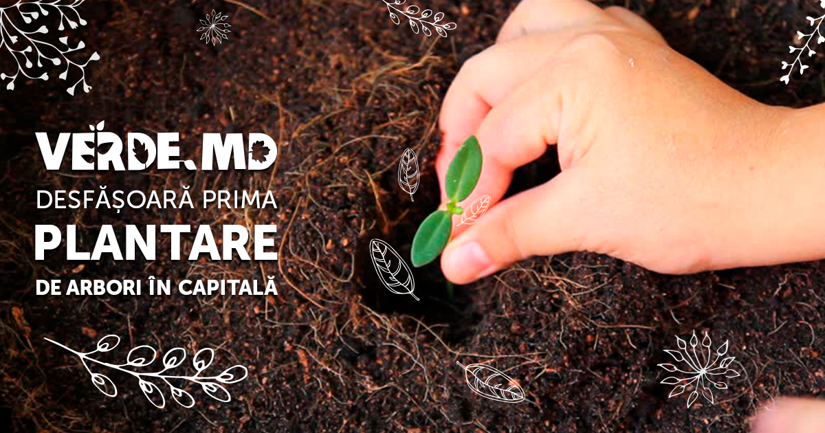 Verde.md desfășoară prima plantare de arbori în Capitală