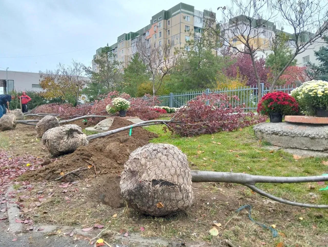 Crizanteme și copaci noi au fost plantați în Capitală