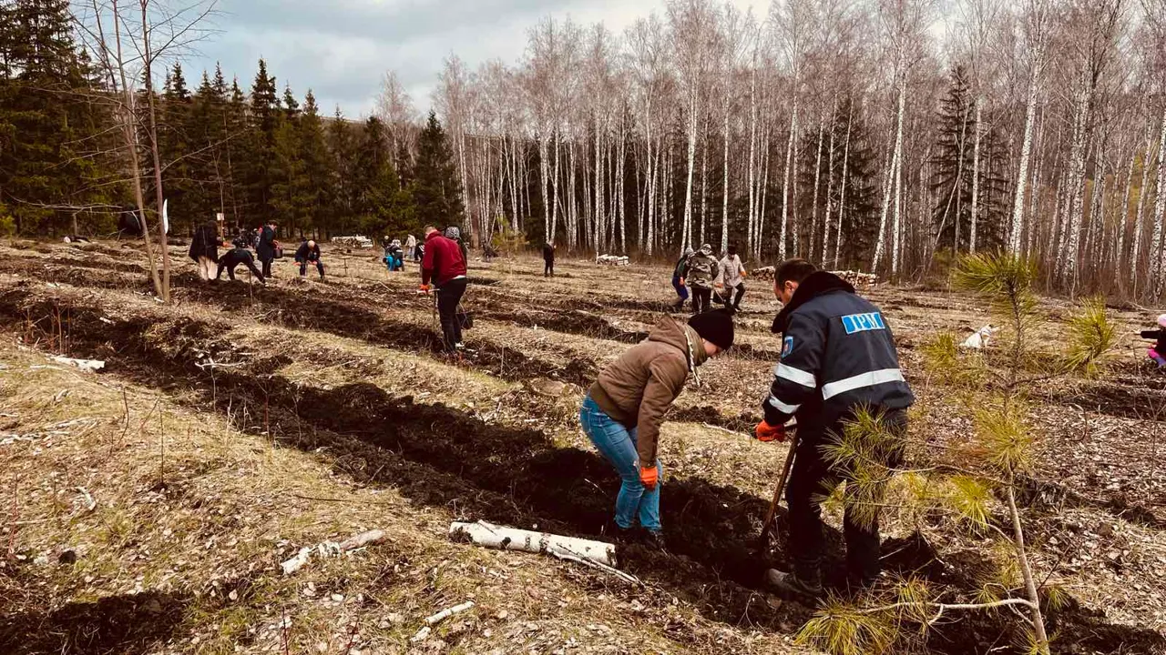 Жители Молдовы объединяются для возрождения лесов
