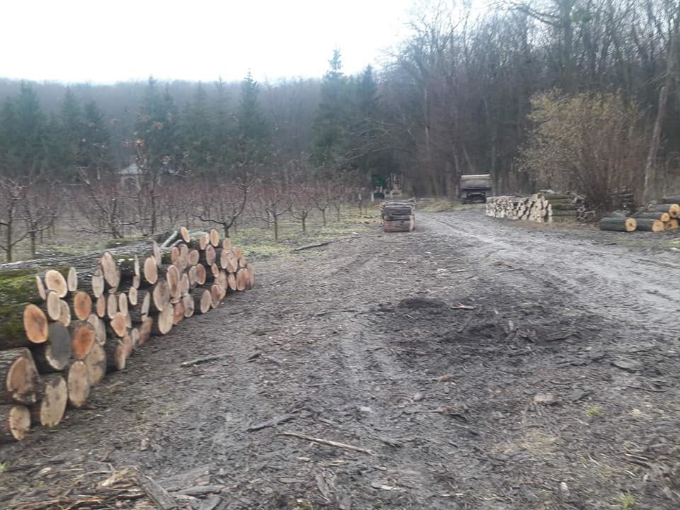 Moldsilva проведет проверки в связи с вырубкой деревьев в Plaiul Fagului