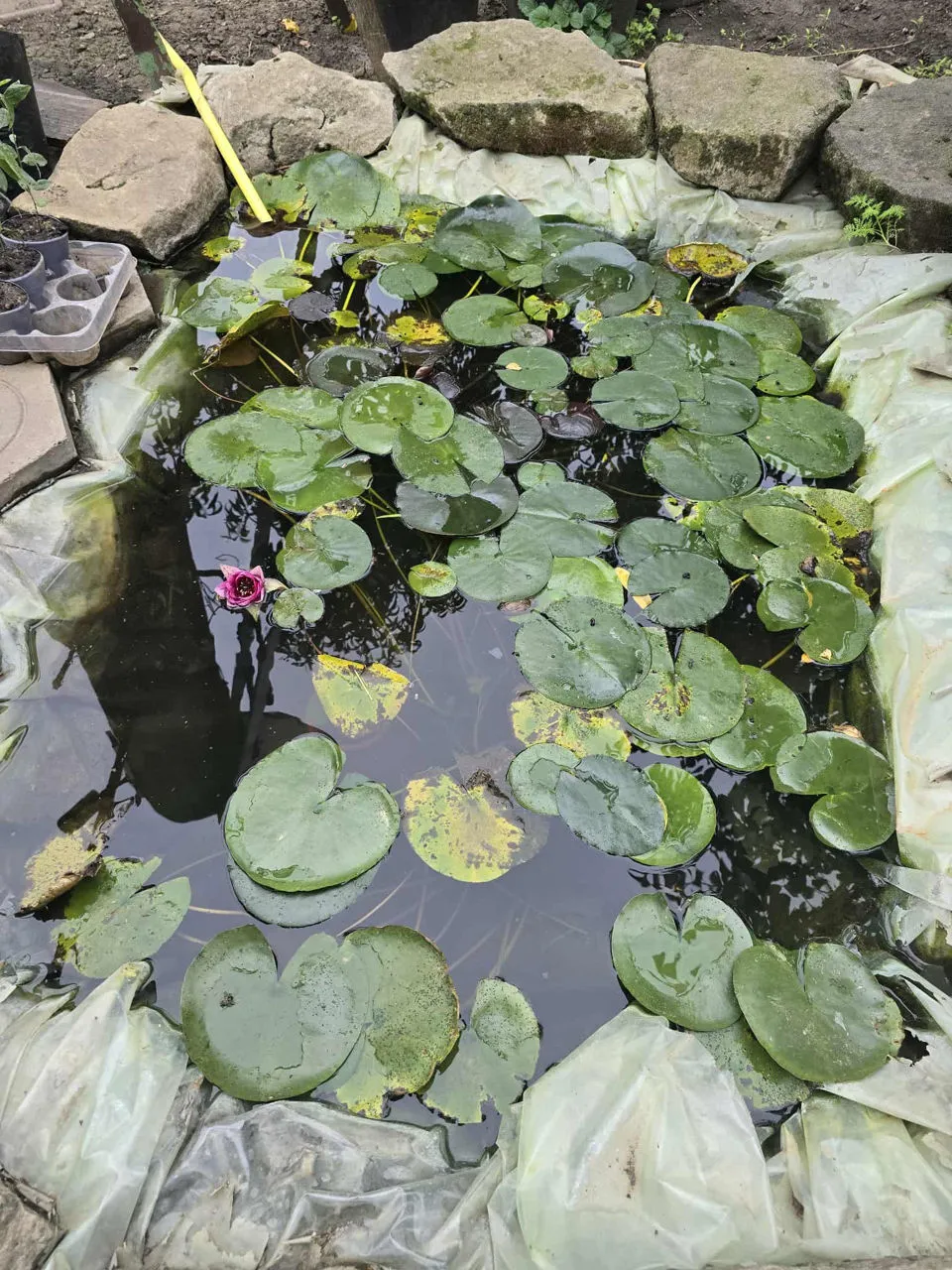 Un bărbat din Drochia a creat o grădină exotică cu fructe și plante rare