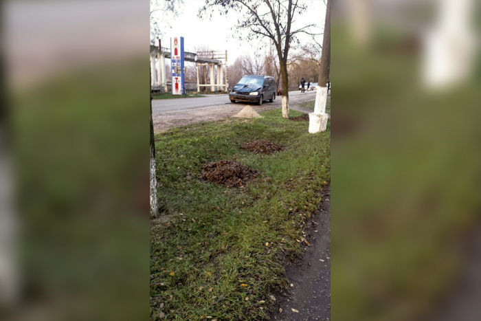 В Приднестровье автомобиль протаранил стадо коров