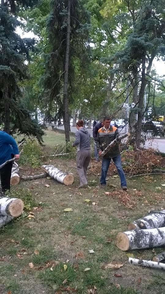Martor ocular: Mesteceni sănătoși, tăiați în centrul Chișinăului