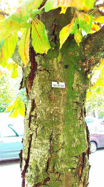 Ce să facem ca să nu cadă copacii? Secretele silviculturii urbane