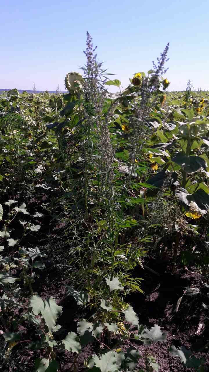 Un nou lan de cânepă, depistat printre plantațiile de floarea-soarelui