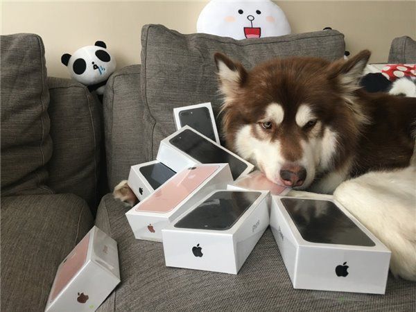 Китайский "мажор" купил своей собаке восемь iPhone 7