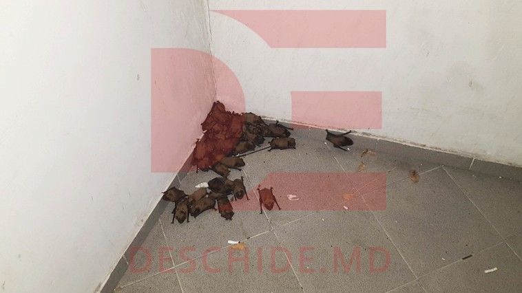 Жильцы столичной многоэтажки обеспокоены нашествием летучих мышей