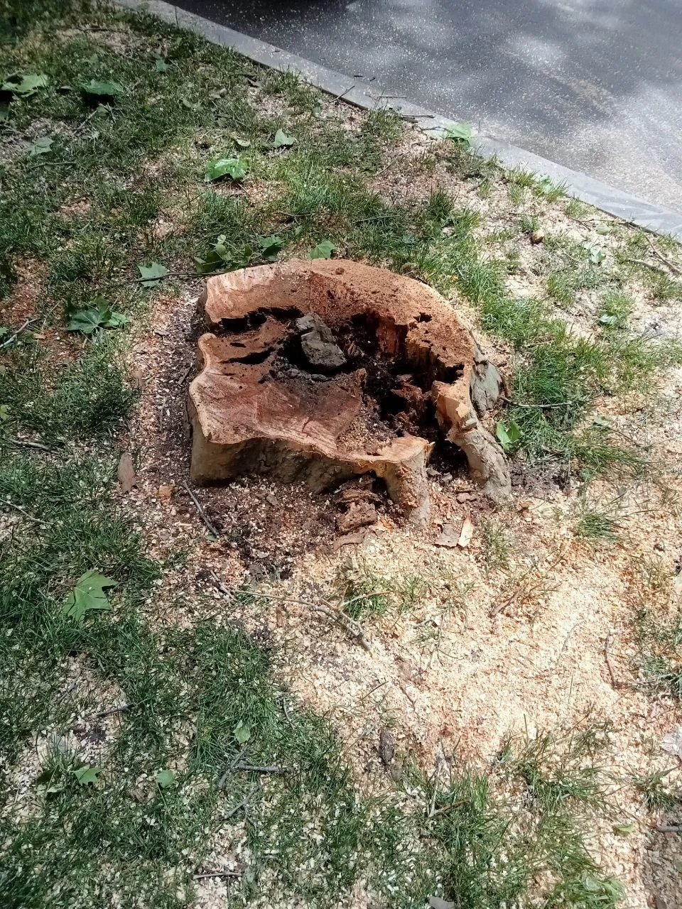 Apelul Primăriei în legătură cu defrișarea unor arbori: Nu manipulați opinia publică