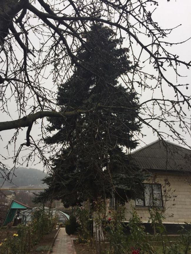Acesta este bradul care va fi impodobit in PMAN