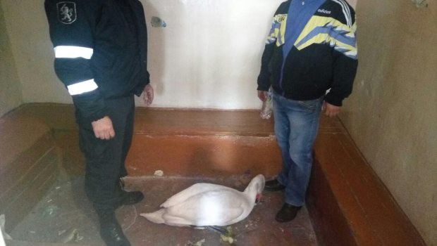 В Криулянском районе спасли лебедя, примерзшего ко льду