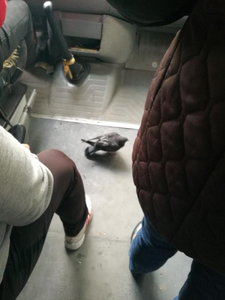 Уставший голубь решил прокатиться в одной из столичных маршруток