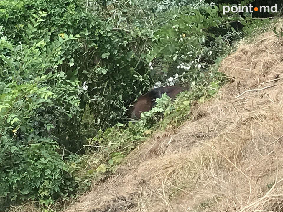 В парке Валя Морилор погибла лошадь