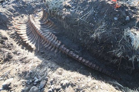 На Камчатке нашли скелет морской коровы, вымершей 250 лет назад
