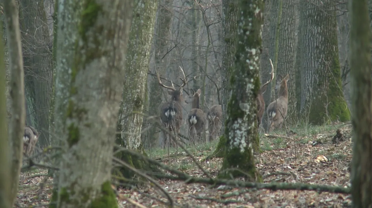 Rezervația naturală Codrii este invadată la propriu de cerbi și căpriori