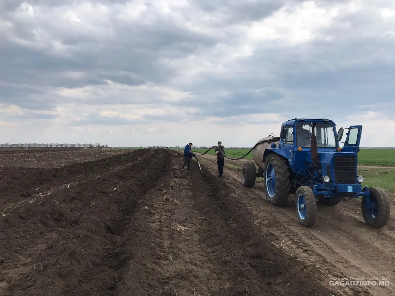 В Копчаке заложили новую лесополосу из 400 акаций