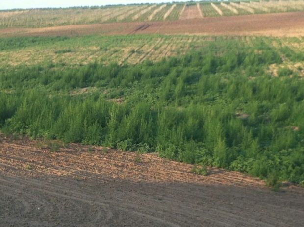 Таможенники обнаружили в Кагульском районе ухоженные плантации конопли