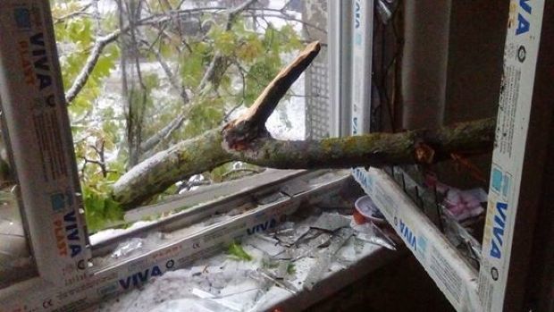 S-a trezit cu un copac în apartament. Proprietara a rămas „înlemnită”