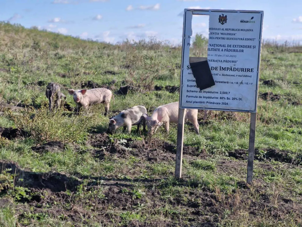 Hectare de pădure tânără din Edineț, distruse din cauza pășunatului ilicit