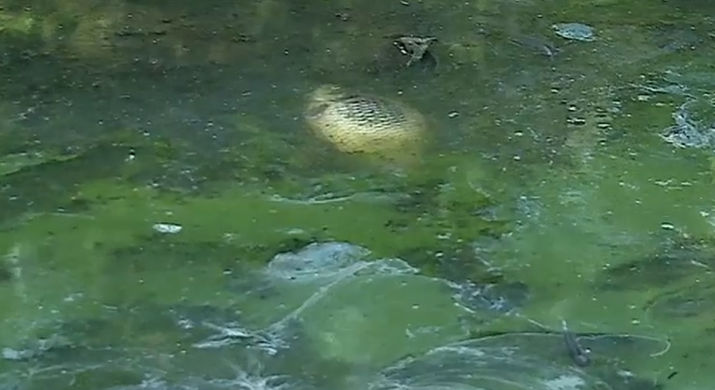 озеро гидигич, гидигич