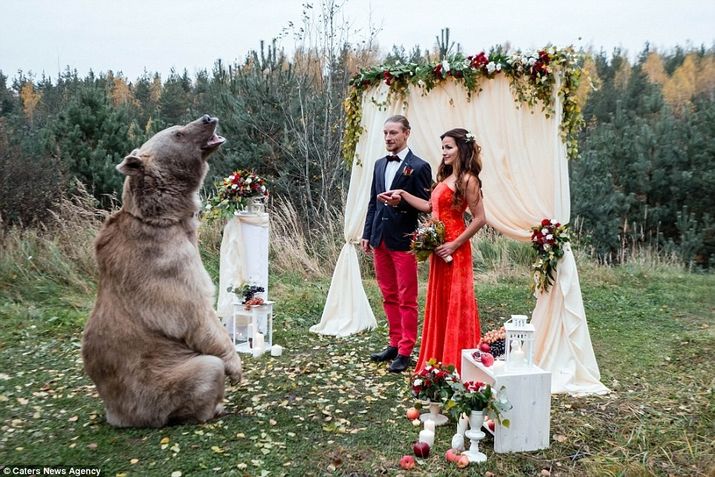 медведь на свадьбе, свадьба