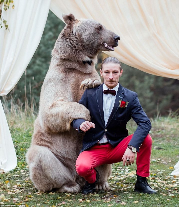 медведь на свадьбе, фотосессия