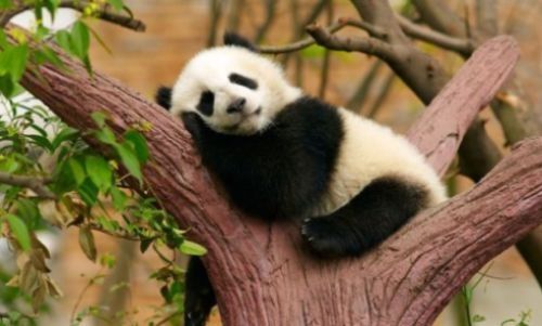 populatie, ursi panda giganti