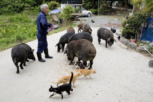 fukushima, barbat