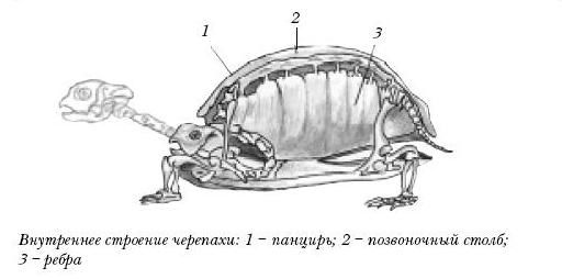 позвоночник, снутренности